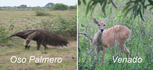#10: typical fauna of the area