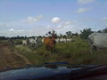 #9: Cattle activity in the area
