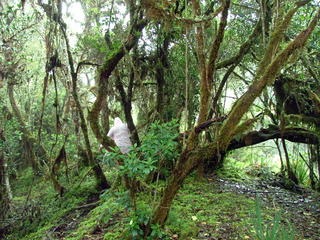 #1: SELVA HUMEDA TROPICAL. TROPICAL RAIN FOREST