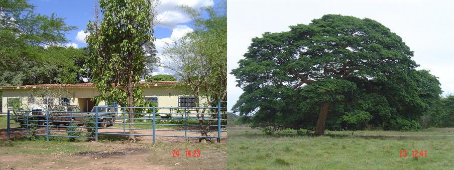 MATACLARA MAIN HOUSE AND A BEAUTIFUL COPAIBA TREE