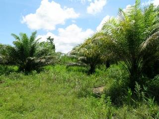 #1: oil palms everywhere – view to CP