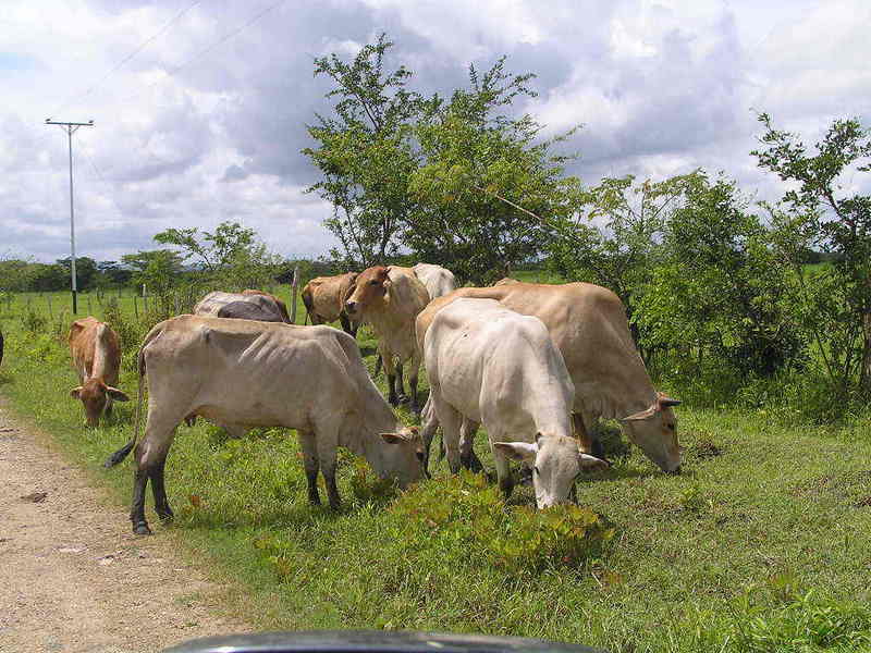 Cattle underway