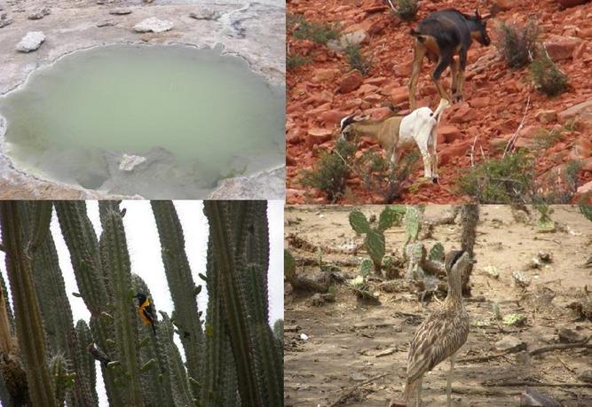 THE THERMAL WATER HOLE/ THE GOAT/ TURPIAL NATIONAL BIRD/ AND TYPICAL LAND BIRDS