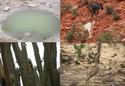 #7: THE THERMAL WATER HOLE/ THE GOAT/ TURPIAL NATIONAL BIRD/ AND TYPICAL LAND BIRDS