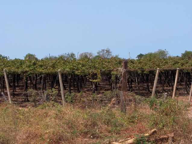 VINEYARDS IN THE AREA