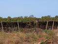 #8: VINEYARDS IN THE AREA
