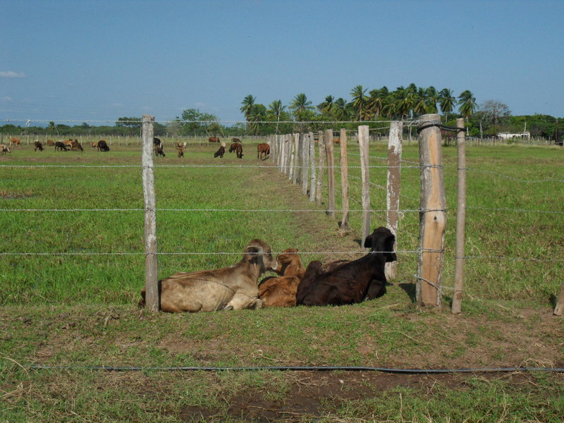 Actividad ganadera en la zona / Livestock in the area