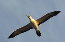 #4: A seagull is accompanying us