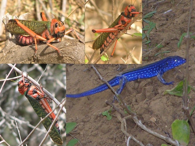 Lizards and grasshoppers around the Confluence - Lagartijas y langostas cerca la confluéncia