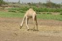 #8: Nearby camel