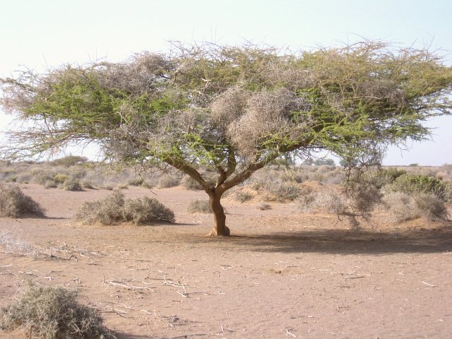 A single tree near the Confluence