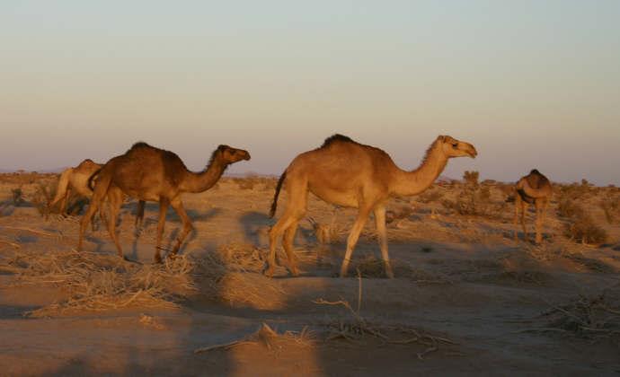 Camels nearby