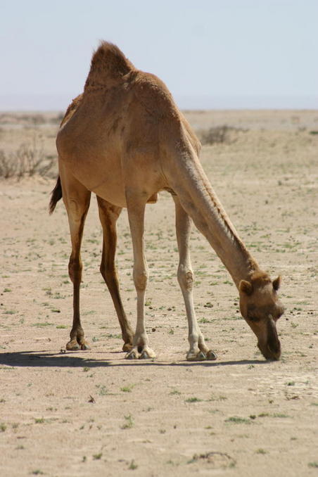 Grazing camel