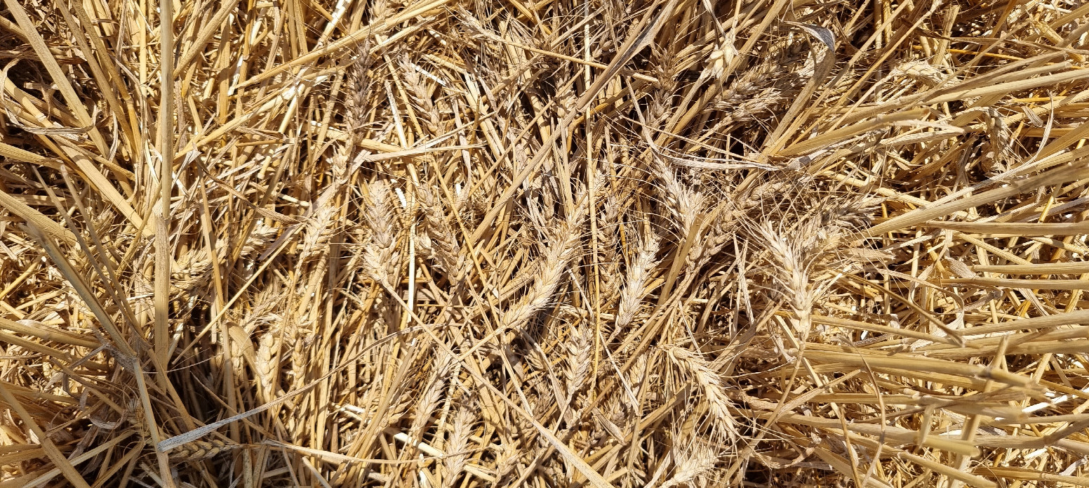confluence - harvested barley field