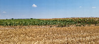 #2: View East - corn and beans