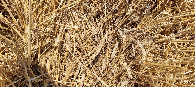 #5: confluence - harvested barley field