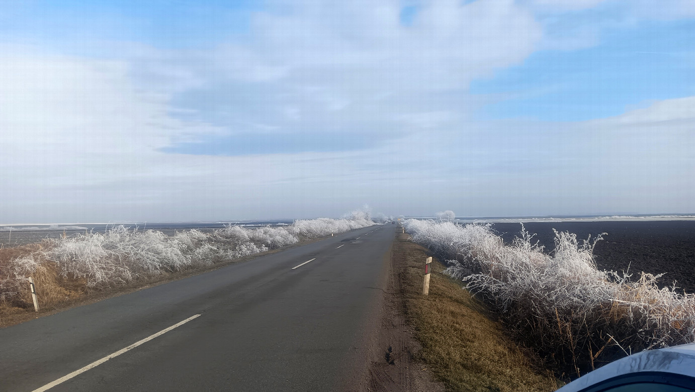 Morning frost on bushes
