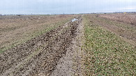 #8: Field road