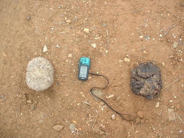 Evidence of the normal inhabitants of the area around the site. Left – elephant dung, right – buffalo pat.