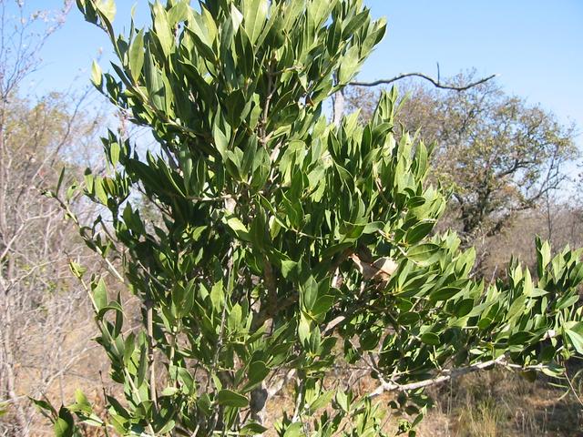 Strychnos tree