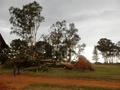 #11: Fallen tree in the village