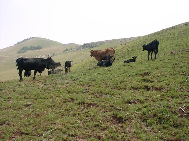 Cattle near confluence point