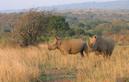 #11: Rhino in the Game Reserve