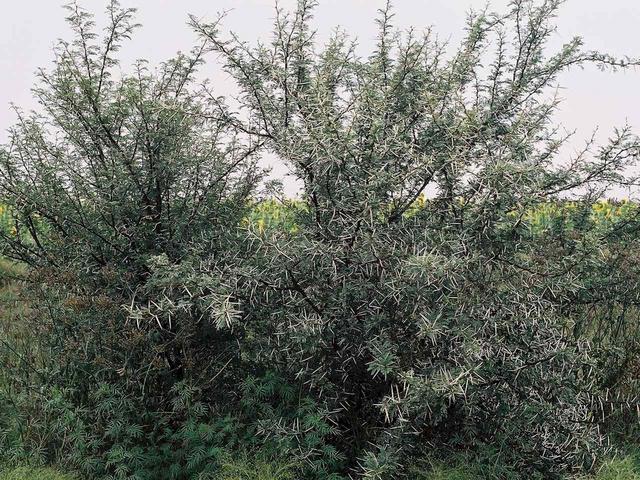 Thorn bush, showing the real natural vegetation of the region