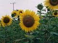 #7: Sunflowers, another common crop in this region