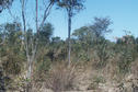 #2: View South, trees in sandy ground