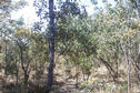#3: View East, trees in sandy ground